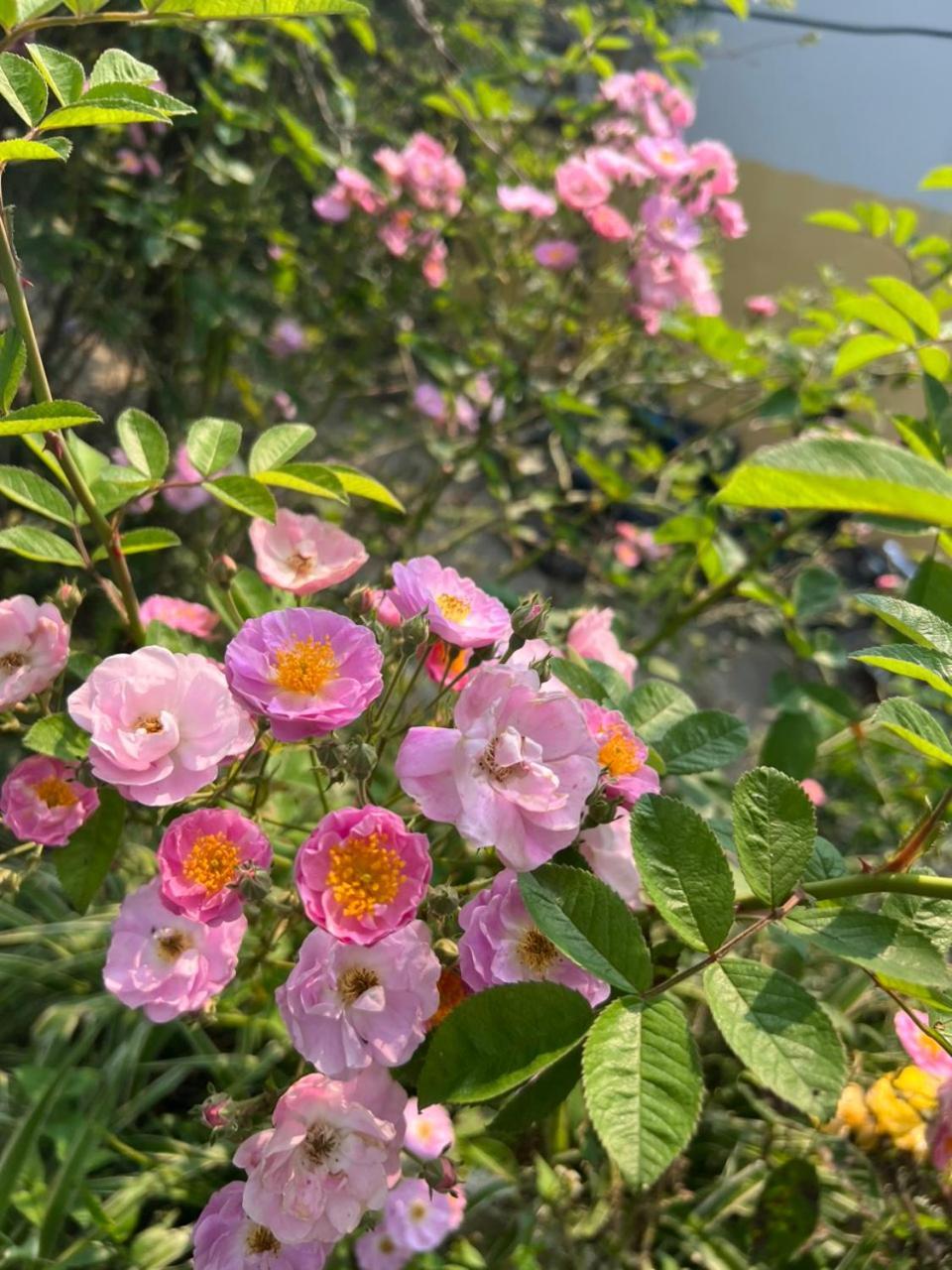 Khen Mong Nature Hotel Sa Pa Esterno foto